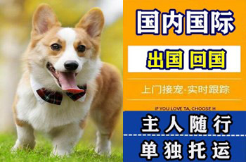 云南省宠物托运公司云南省宠物托运公司云南省宠物托运公司
