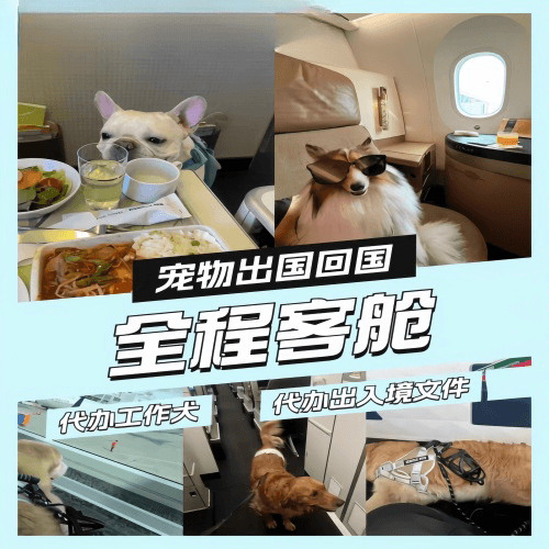 云南省宠物托运到白俄罗斯宠物入境规定和要求